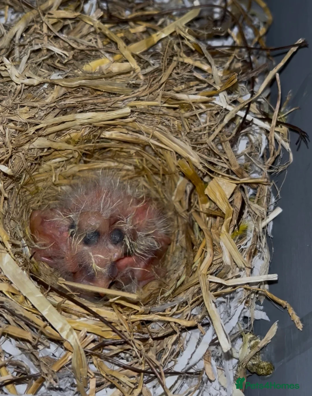 Canaries birds for sale: Canarys  in Canterbury - Advert 3