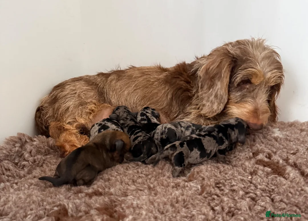 Dachshund dogs for sale: Miniature wire haired dachshunds 🐶 - Advert 20