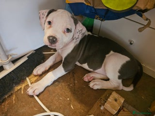Mixed Breed dogs Staffordshire bull terrier cross puppies - Advert 1