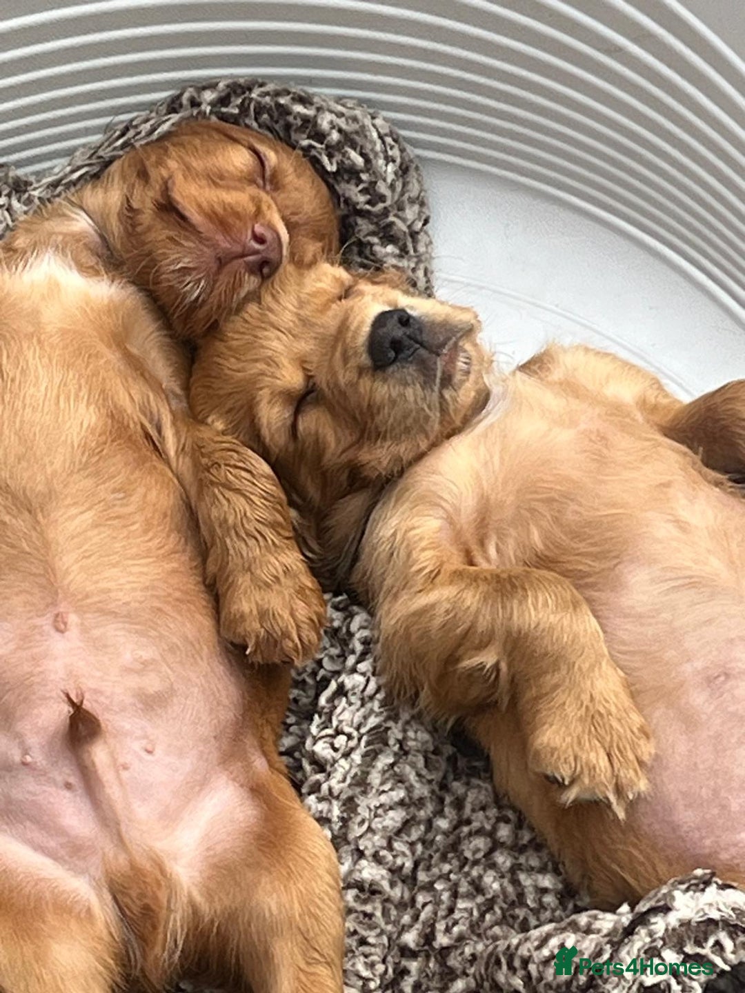 Cocker Spaniel dogs for sale: Mr Mark Hulme in Sandbach - Image 12