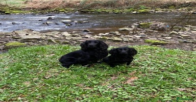Cocker Spaniel dogs - Advert 11