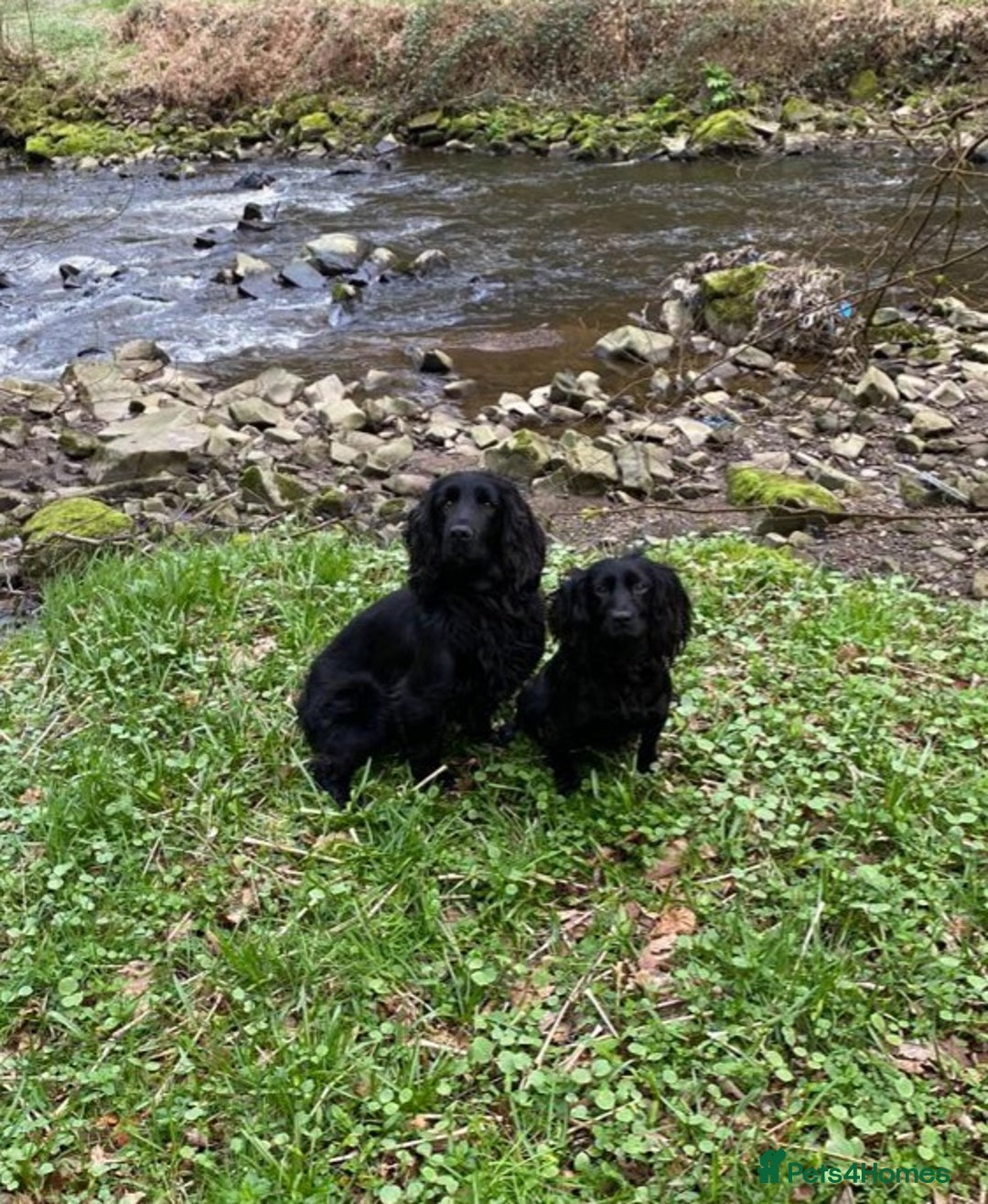 Cocker Spaniel dogs for sale: WORKING COCKER SPANIEL PUPPIES–EXCELLENT PEDIGREE - Image 3