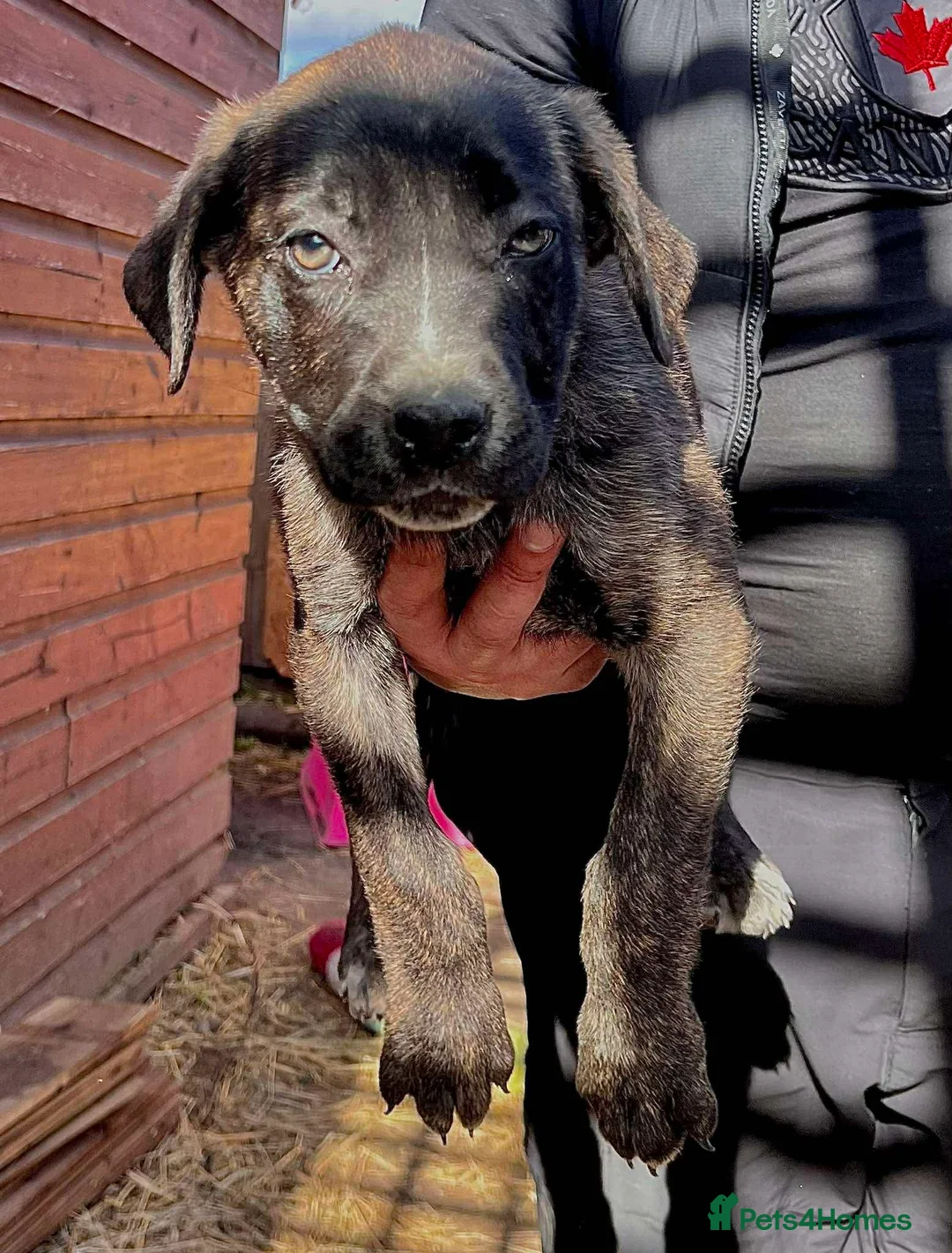 Mixed Breed dogs for sale: Cane corso X Caucasian Shepherd  - Advert 9
