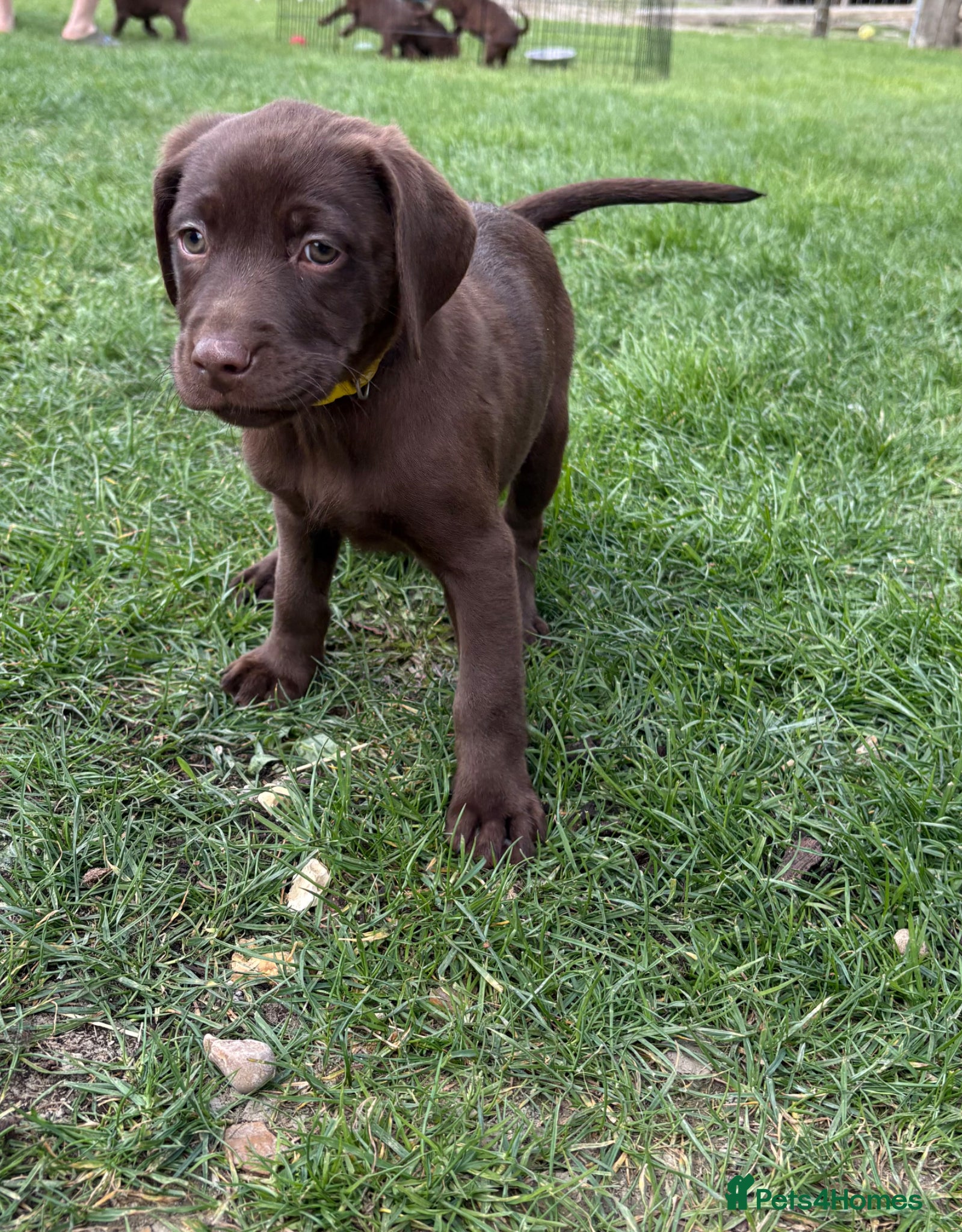 Labrador Retriever dogs 2 girls 1 boy Chocolate Labrador Puppies - Advert 4