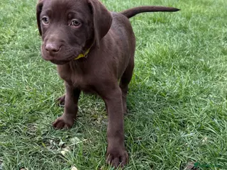 Labrador Retriever dogs 2 girls 1 boy Chocolate Labrador Puppies - Advert 4