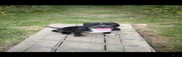 Mixed Breed dogs for sale: 1.5 year old staffie cross in Waterlooville - Advert 5