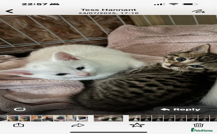 Domestic Shorthair cats - Advert 1