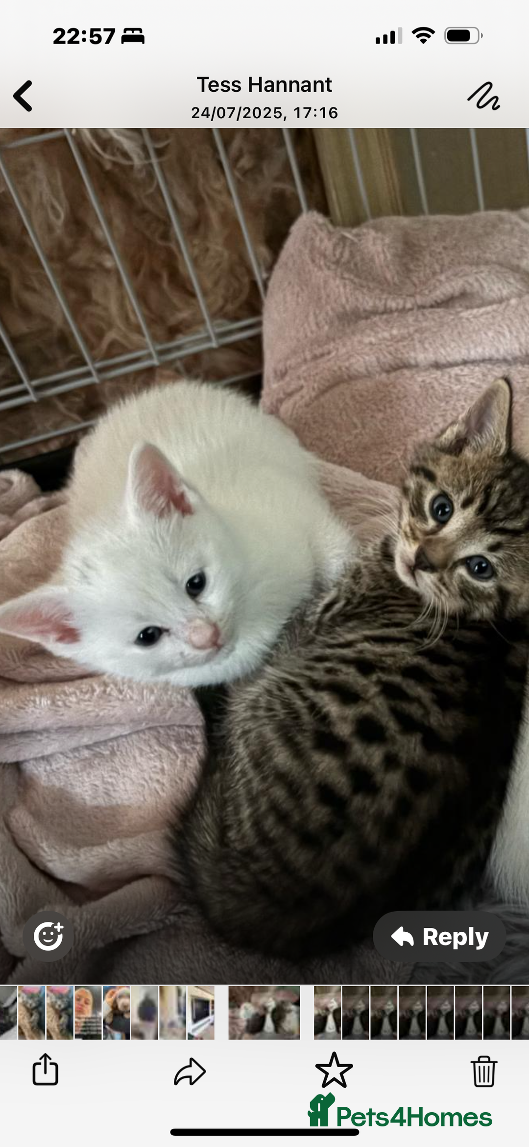 Domestic Shorthair cats for sale: Boy and Girl  - Image 1