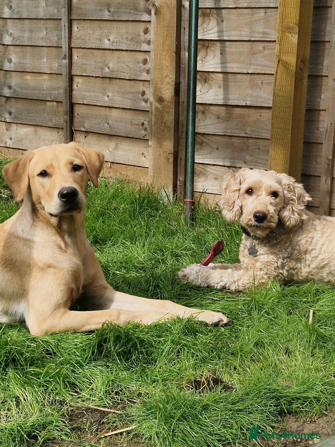 Labrador Retriever dogs for sale: Beautiful lab, dna tested 100% labrador retriever - Advert 7