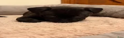 Staffordshire Bull Terrier dogs for sale: Chunky KC Registered Staffordshire Puppies - Advert 23