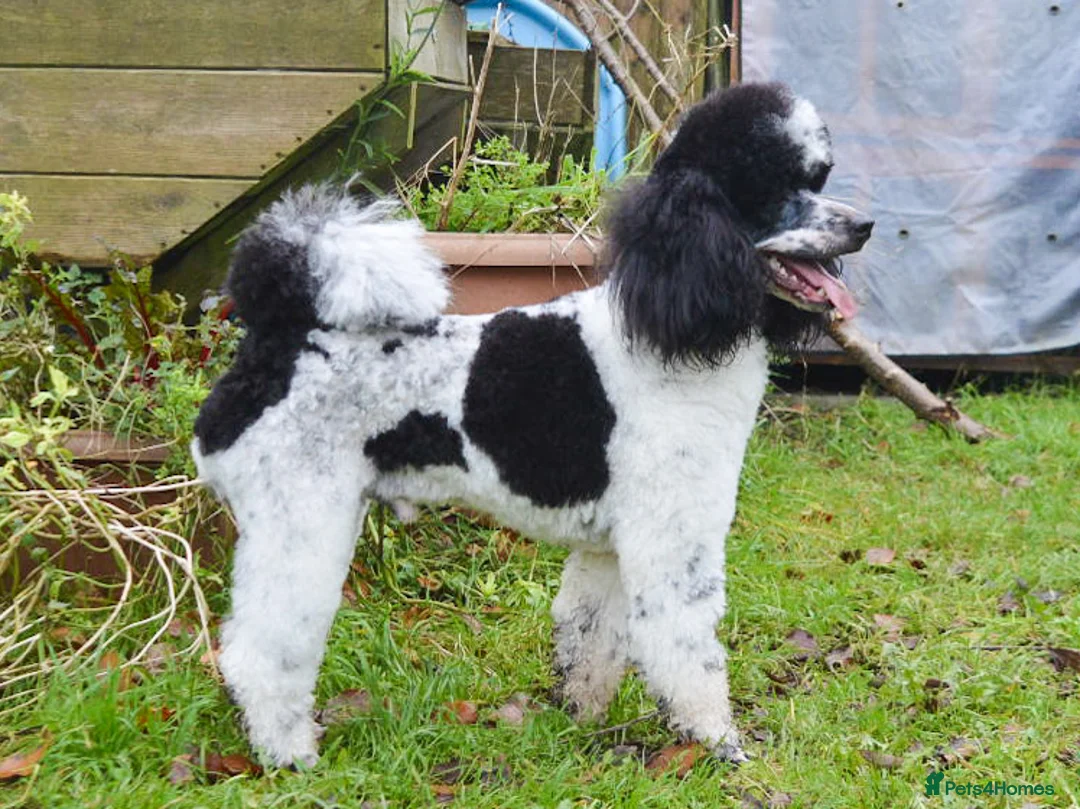 Miniature Poodle dogs for stud: Gorgeous Parti Miniature Poodle - Advert 6