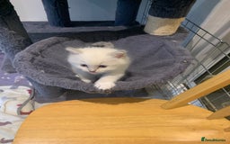 Ragdoll cats for sale: Stunning blue and lilac ragdoll kittens - Image 13