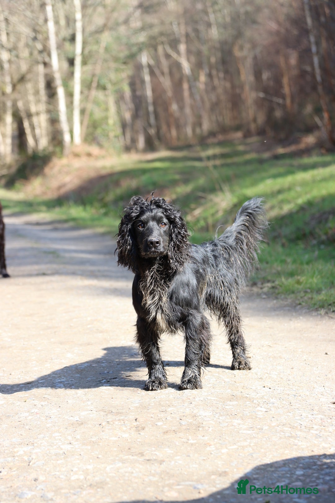 Cocker Spaniel dogs for stud: Working cocker at studs in Ashford - Image 19