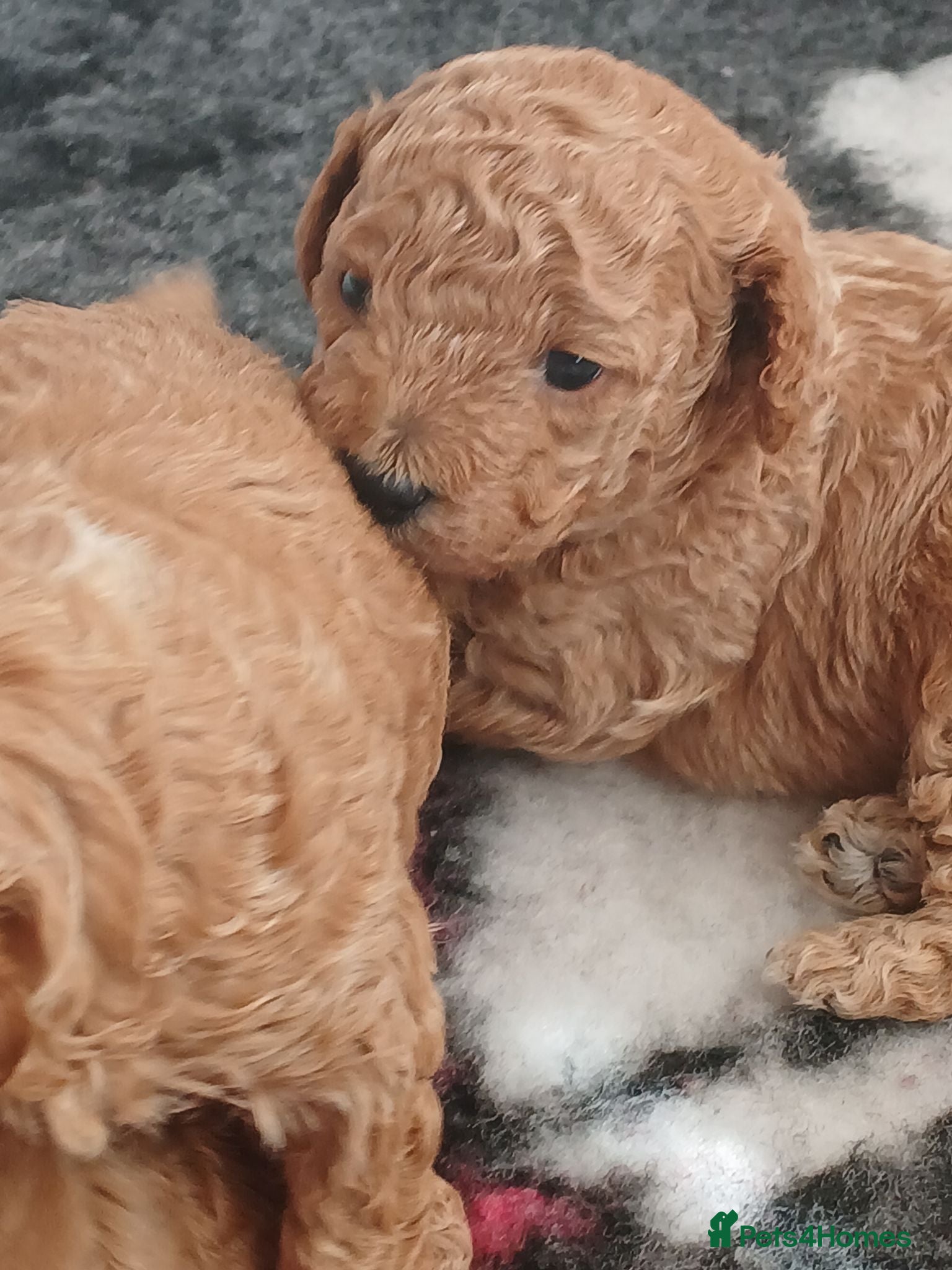 Cockapoo dogs 3 cockapoo puppies f2b - Advert 6