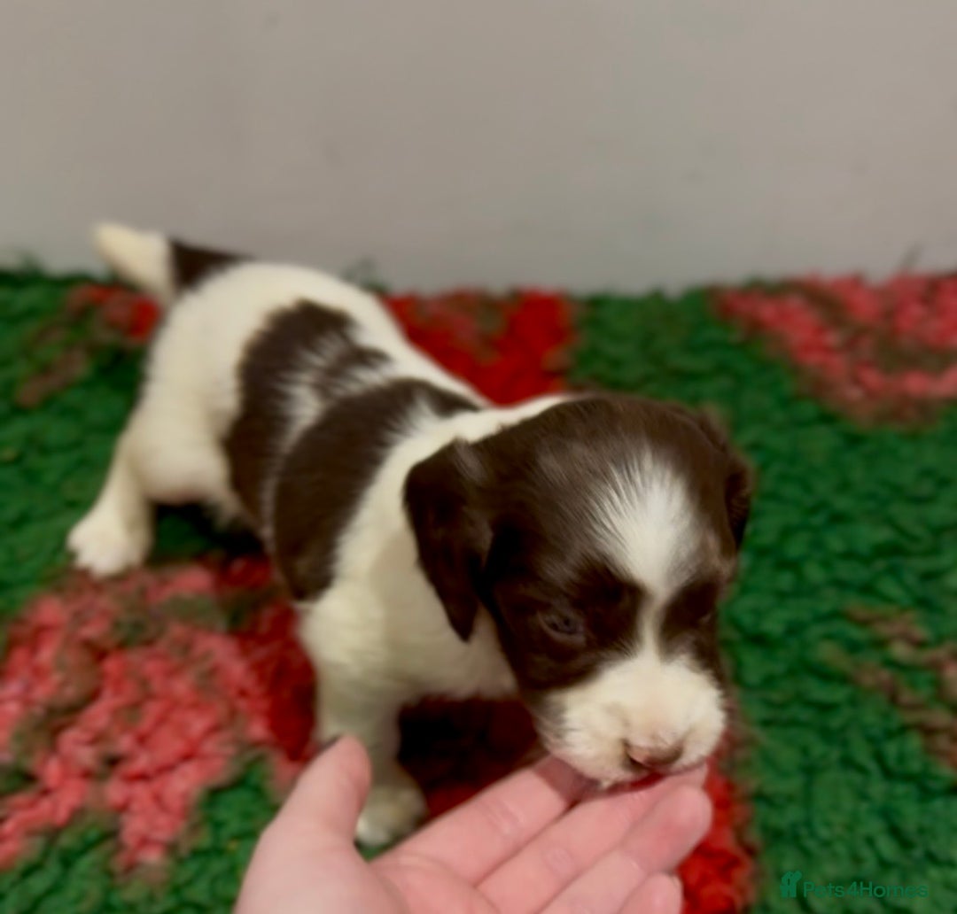 English Springer Spaniel dogs for sale: KC Working English springer spaniel puppies - Advert 8