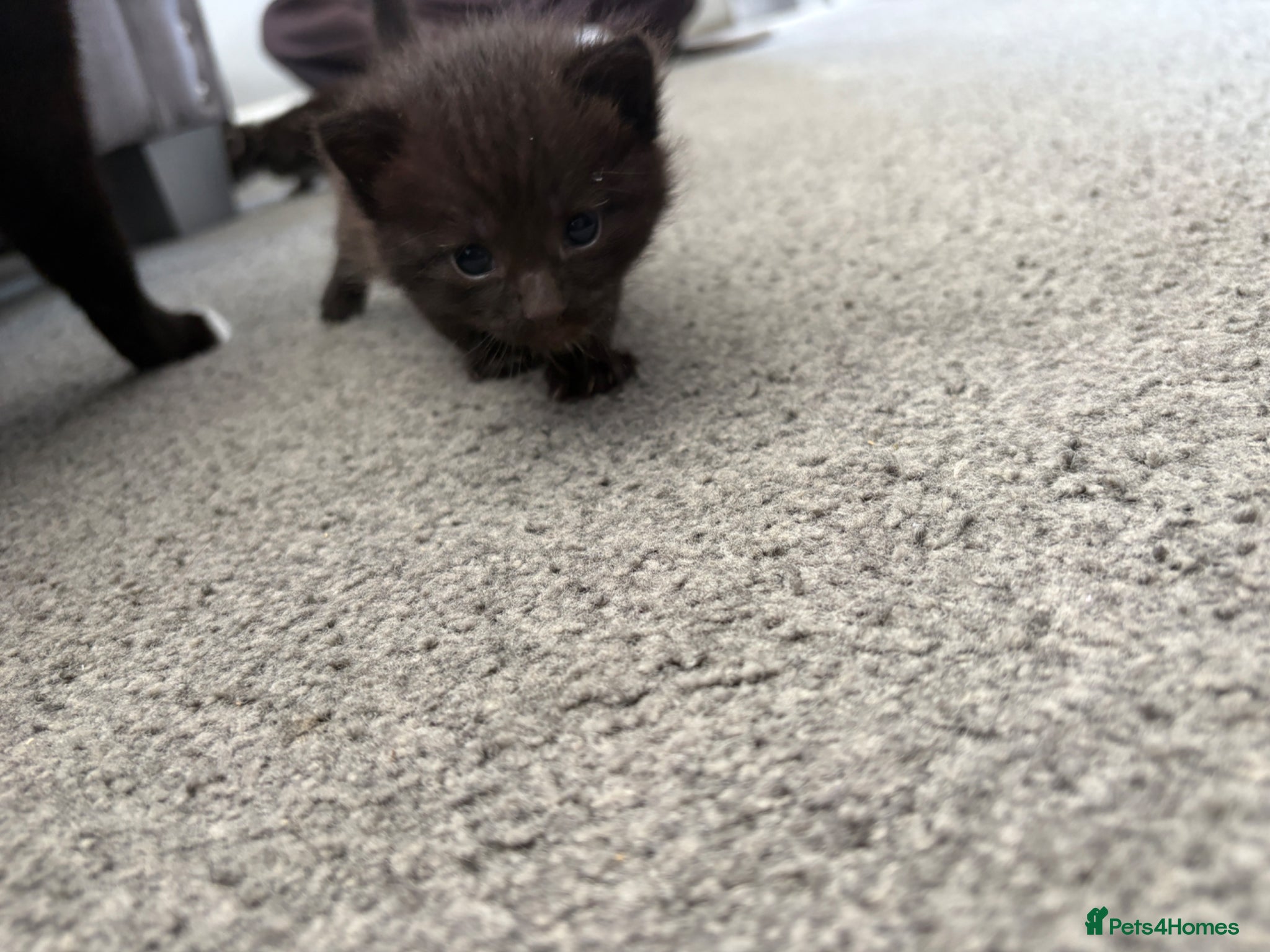 Mixed Breed cats for sale: Black Kitten for sale  in Eastleigh - Advert 6