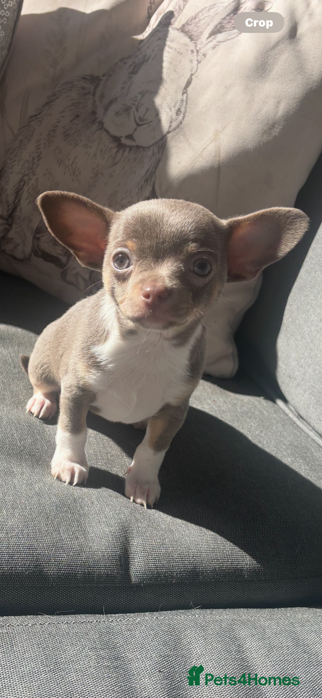 Chihuahua dogs for sale: Ready now ***Lilac girls - Image 3