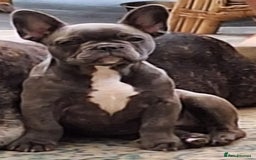 French Bulldog dogs for sale: 5 month old blue&tan brindle female frenchie - Advert 2