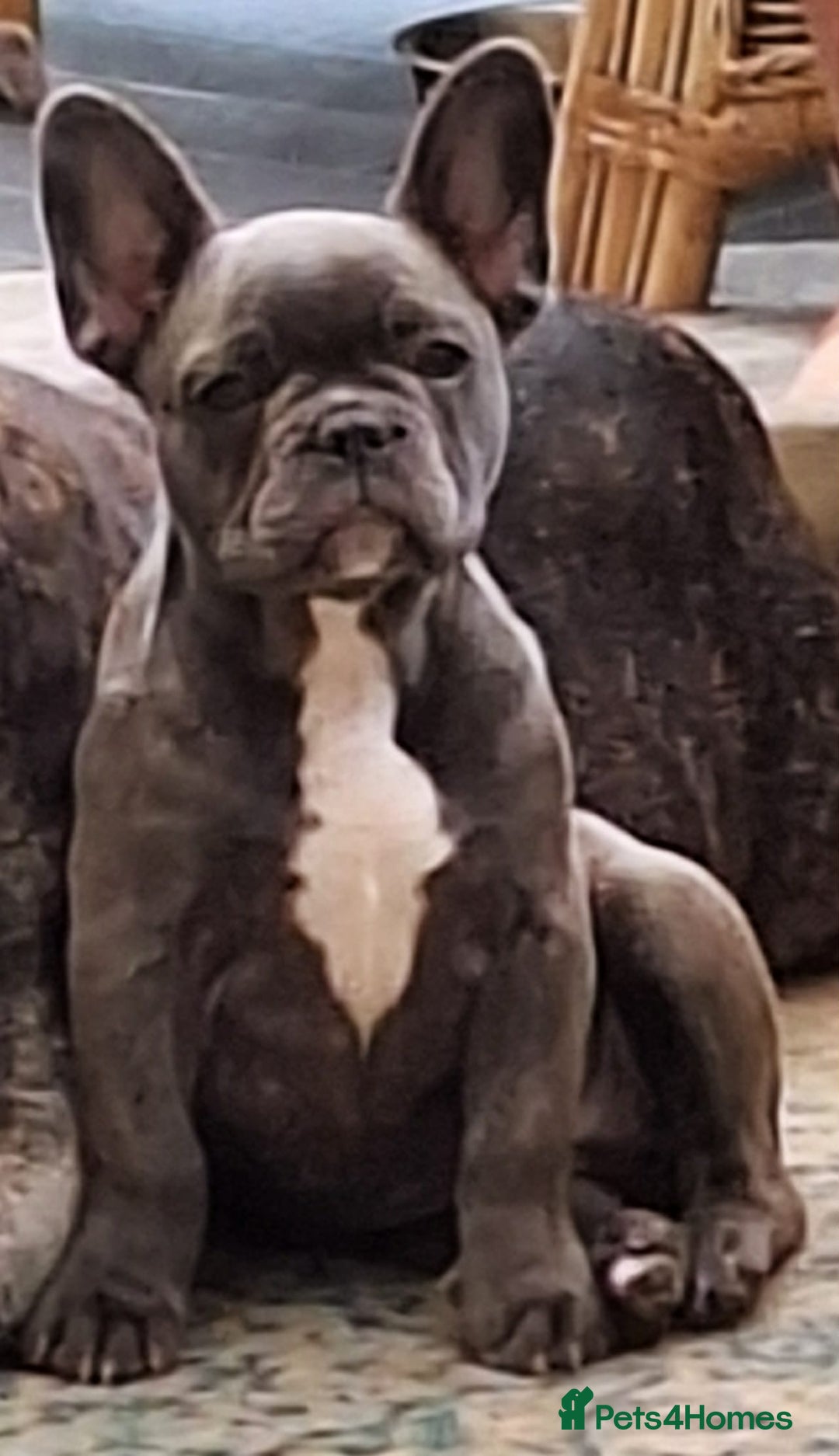 French Bulldog dogs for sale: 5 month old blue&tan brindle female frenchie - Advert 2