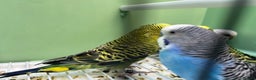 Budgerigars birds for sale: Budgies for sale, cages available, in good health - Advert 7