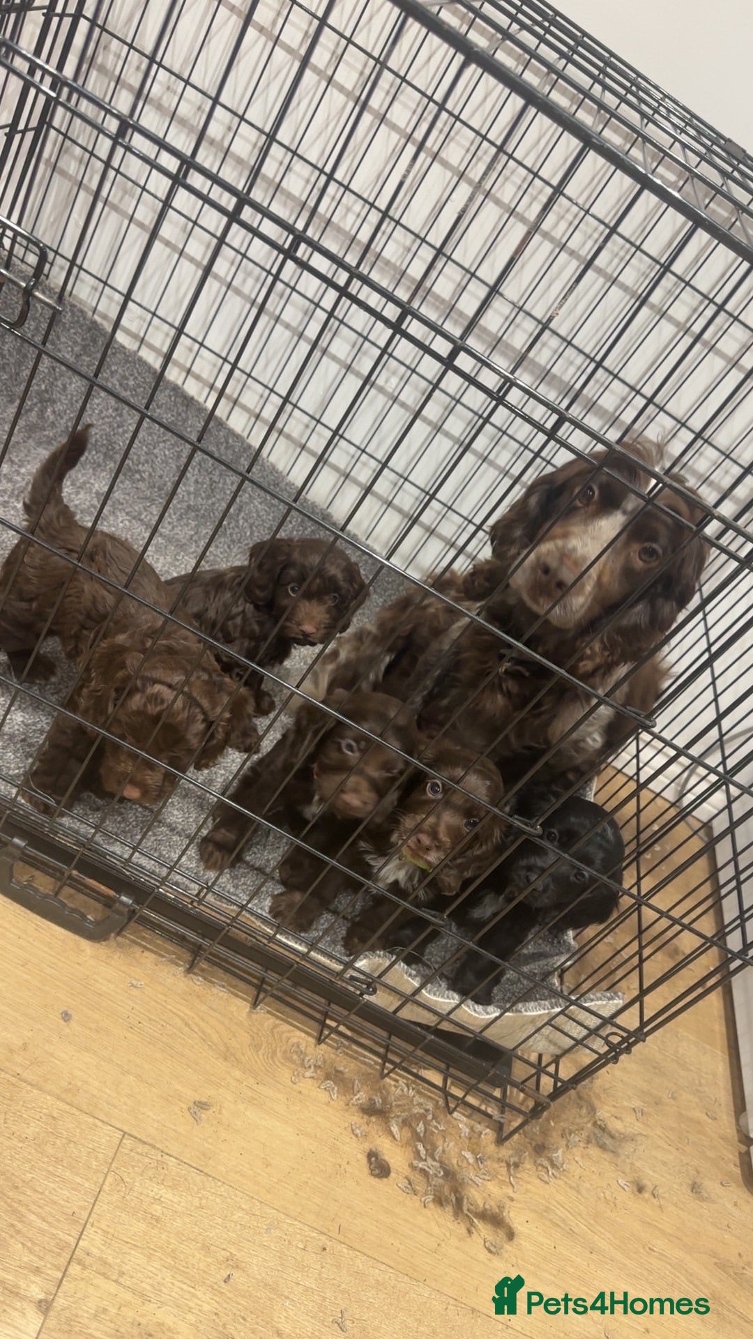 Cockapoo dogs Stunning Cockerpoo pups  - Advert 1