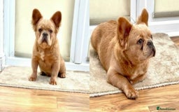 French Bulldog dogs for sale: KC Platinum French Bulldog Boy–Carrying Fluffy 🐾 - Image 12