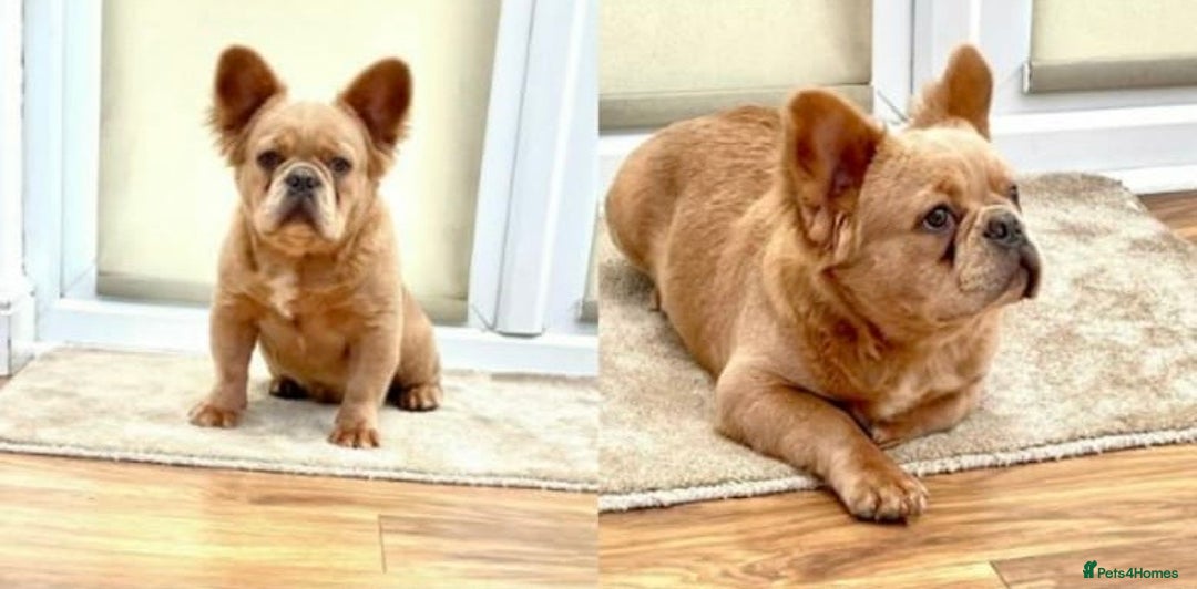 French Bulldog dogs for sale: KC Platinum French Bulldog Boy–Carrying Fluffy 🐾 - Image 12