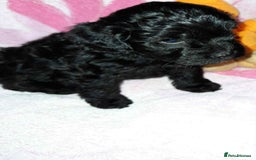 Cockapoo dogs for sale: Gorgeous Cockapoo puppy’s   - Image 17
