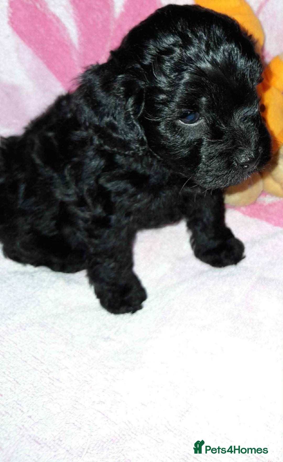 Cockapoo dogs for sale: Gorgeous Cockapoo puppy’s   - Image 17