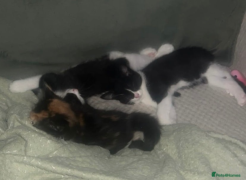 Mixed Breed cats Kittens ready for forever home  - Advert 1