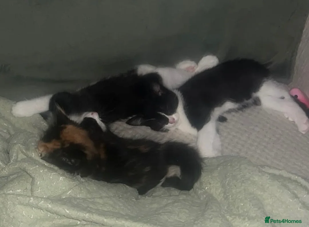 Mixed Breed cats for sale: Kittens ready for forever home  - Advert 1