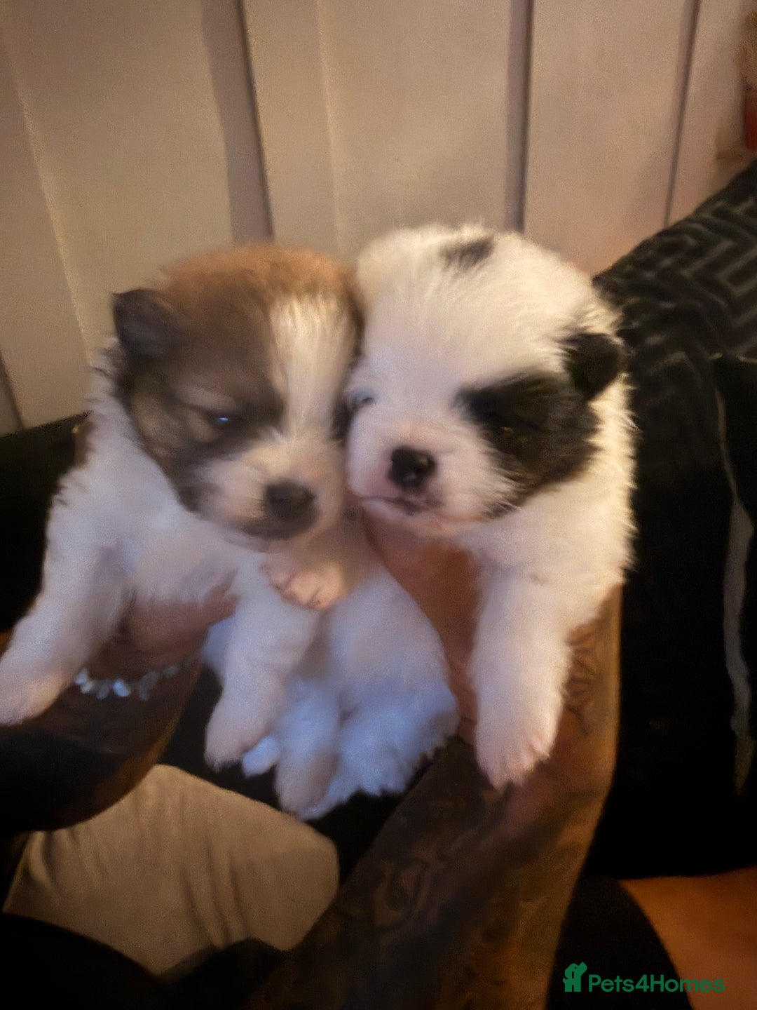 Pomeranian dogs for sale: XS Pomeranians  - Image 4