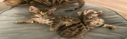 Bengal cats for sale:  Stunning Bengal kittens - Advert 11