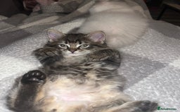 Ragdoll cats for stud: Bluepoint ragdoll stud  in Milton Keynes - Image 30