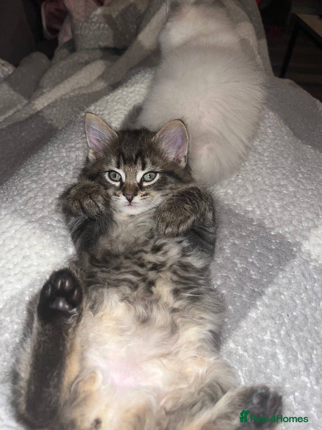 Ragdoll cats for stud: Bluepoint ragdoll stud  in Milton Keynes - Image 30