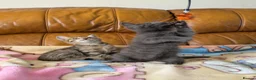 Bengal cats for sale: Adorable friendly Bengal kittens ready now!! - Advert 27