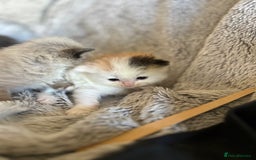 Ragdoll cats for sale: Ragdoll X Persian kittens - Image 10