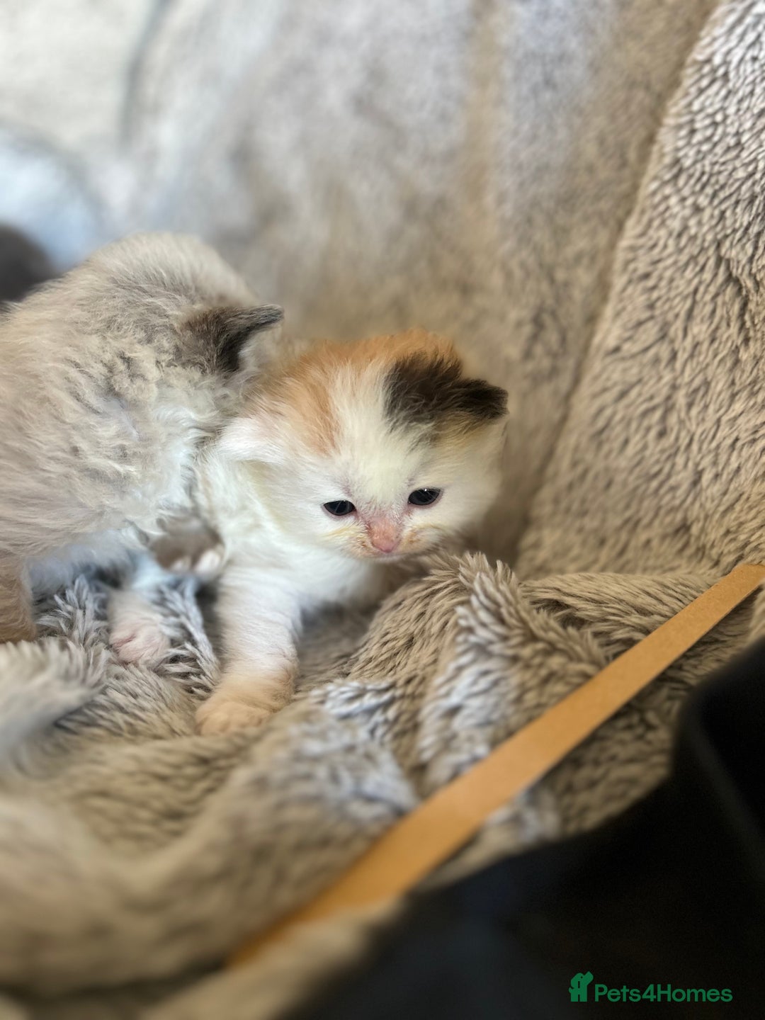Ragdoll cats for sale: Ragdoll X Persian kittens - Image 10