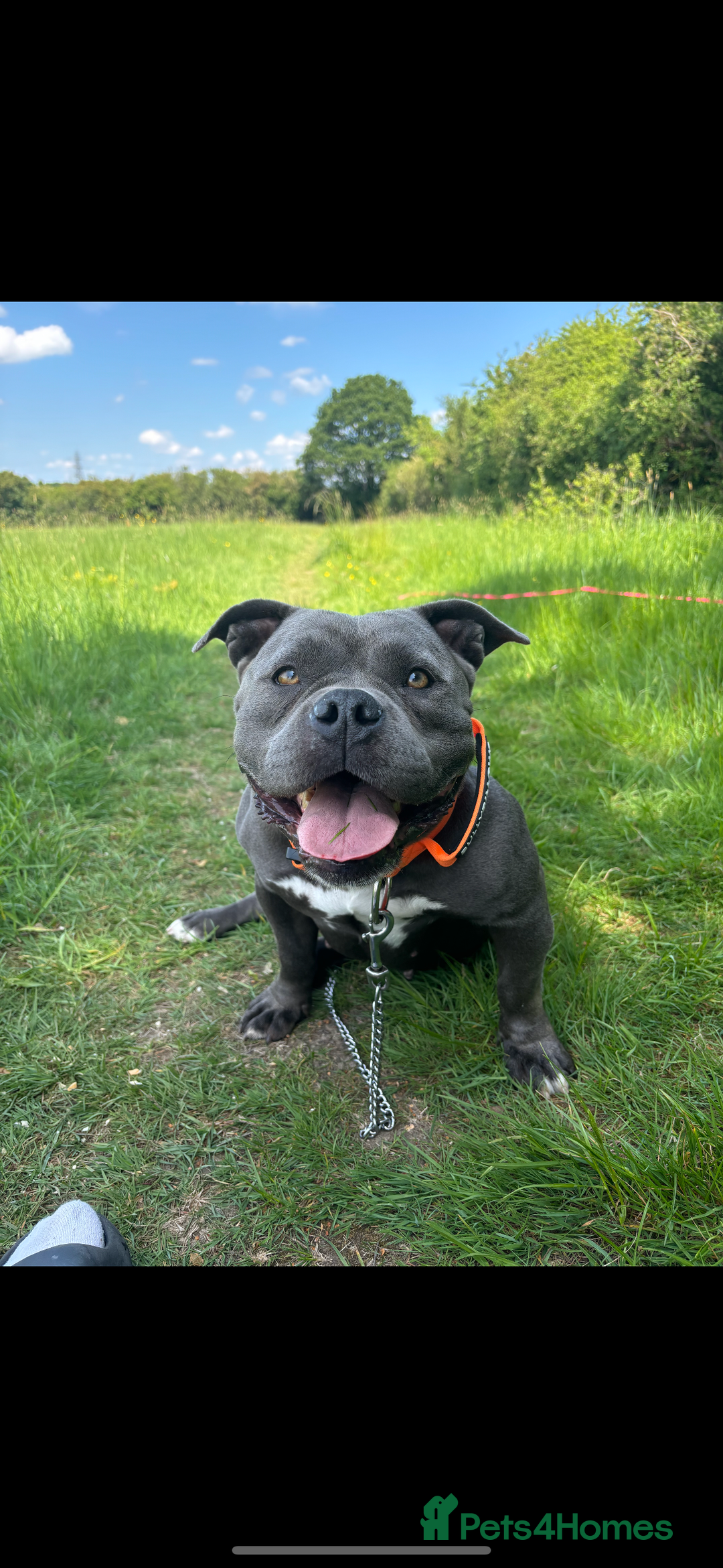 American Bully dogs for sale: Pocket bully top bloodline  - Image 4