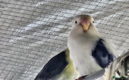 Lovebirds birds for sale: Established breeding pair of love birds - Image 4