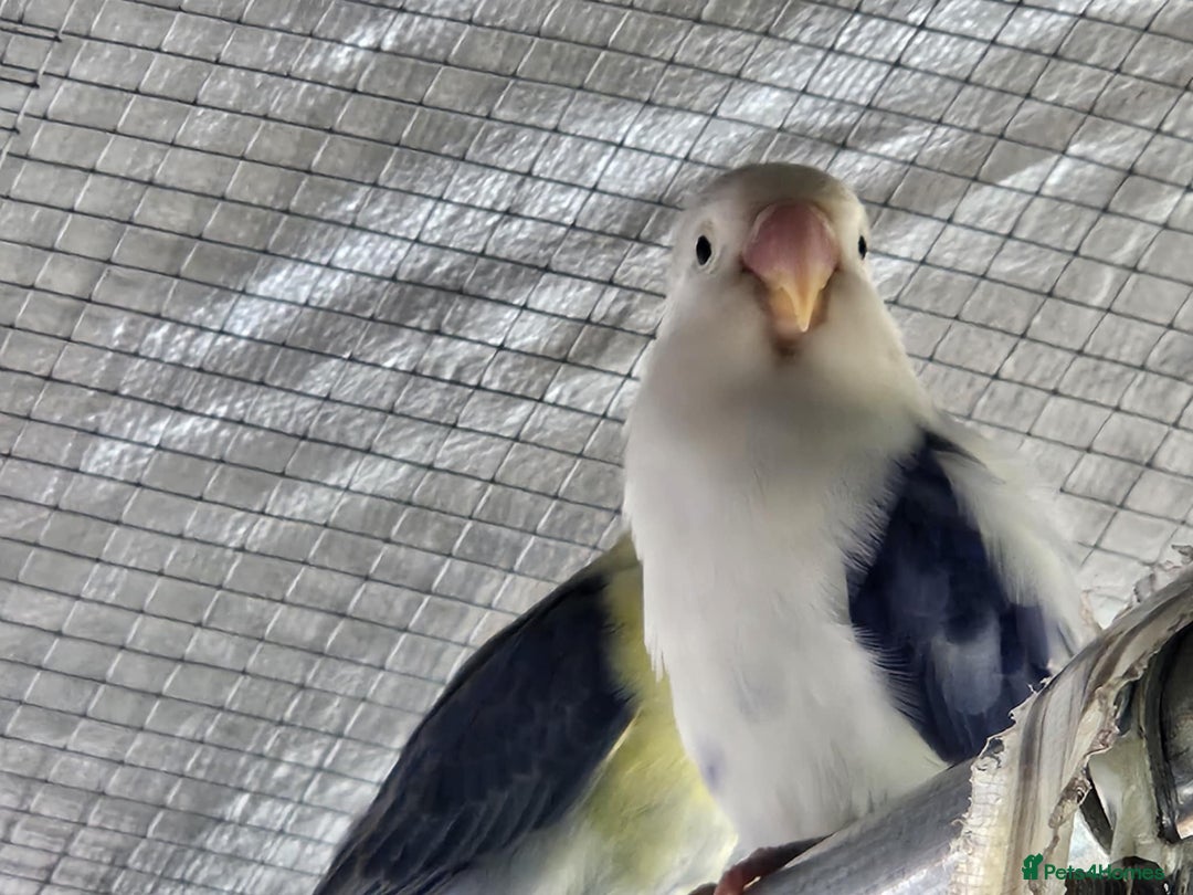 Lovebirds birds for sale: Established breeding pair of love birds - Image 4
