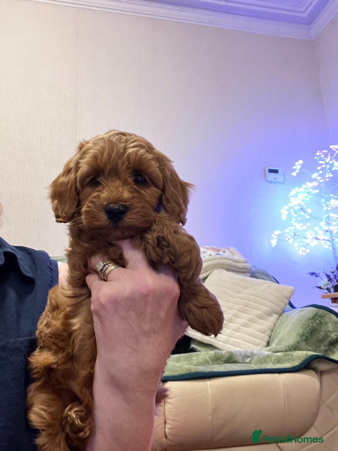 Poodle dogs for sale: Adorable Poodle Puppies For Sale. - Advert 10