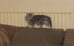 Mixed Breed cats for sale: 2 boys and 1 girl - Image 9