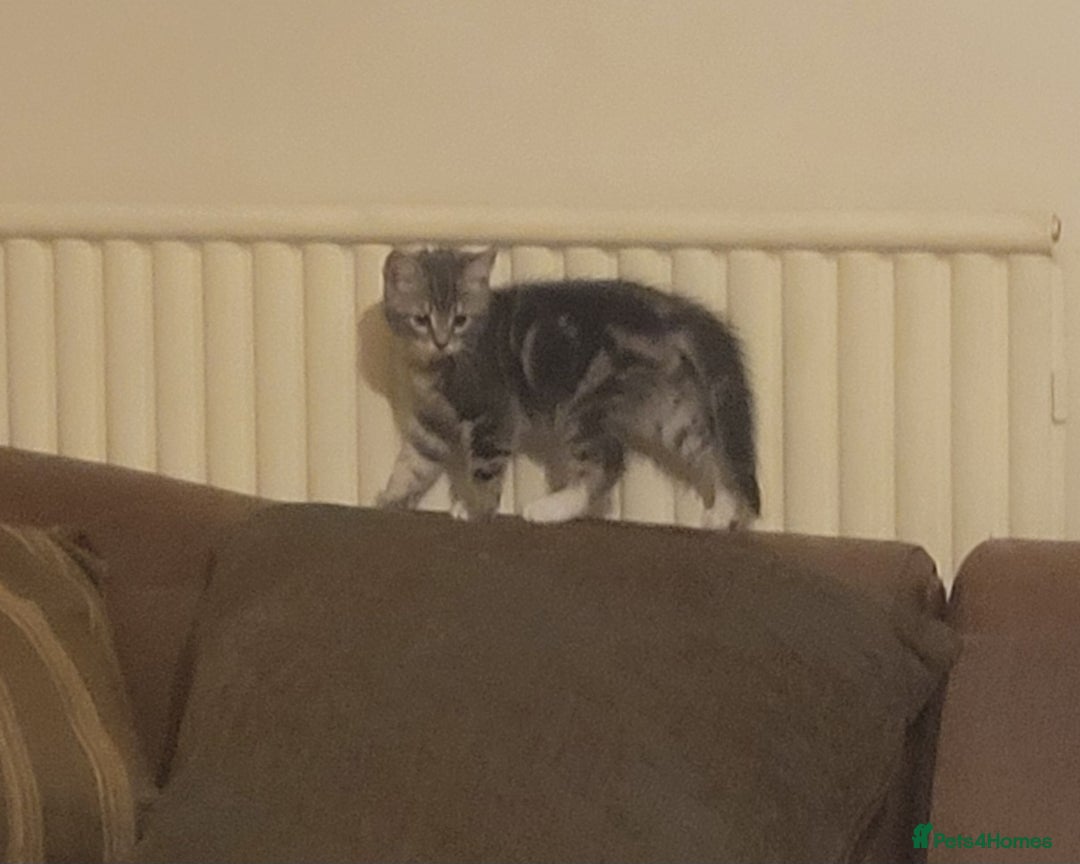 Mixed Breed cats for sale: 2 boys and 1 girl - Image 9