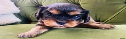 Cavalier King Charles Spaniel dogs for sale: KC Cavalier King Charles Puppies, All 4 Colours. - Advert 7