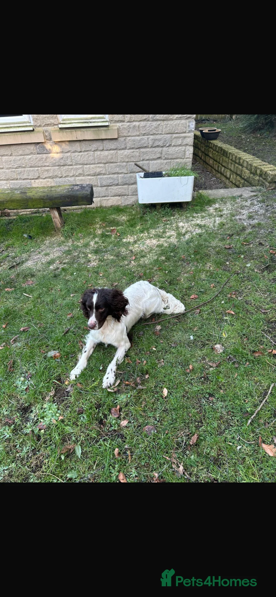 English Springer Spaniel dogs for sale: Quality English Springer Spaniel puppies for sale - Advert 8