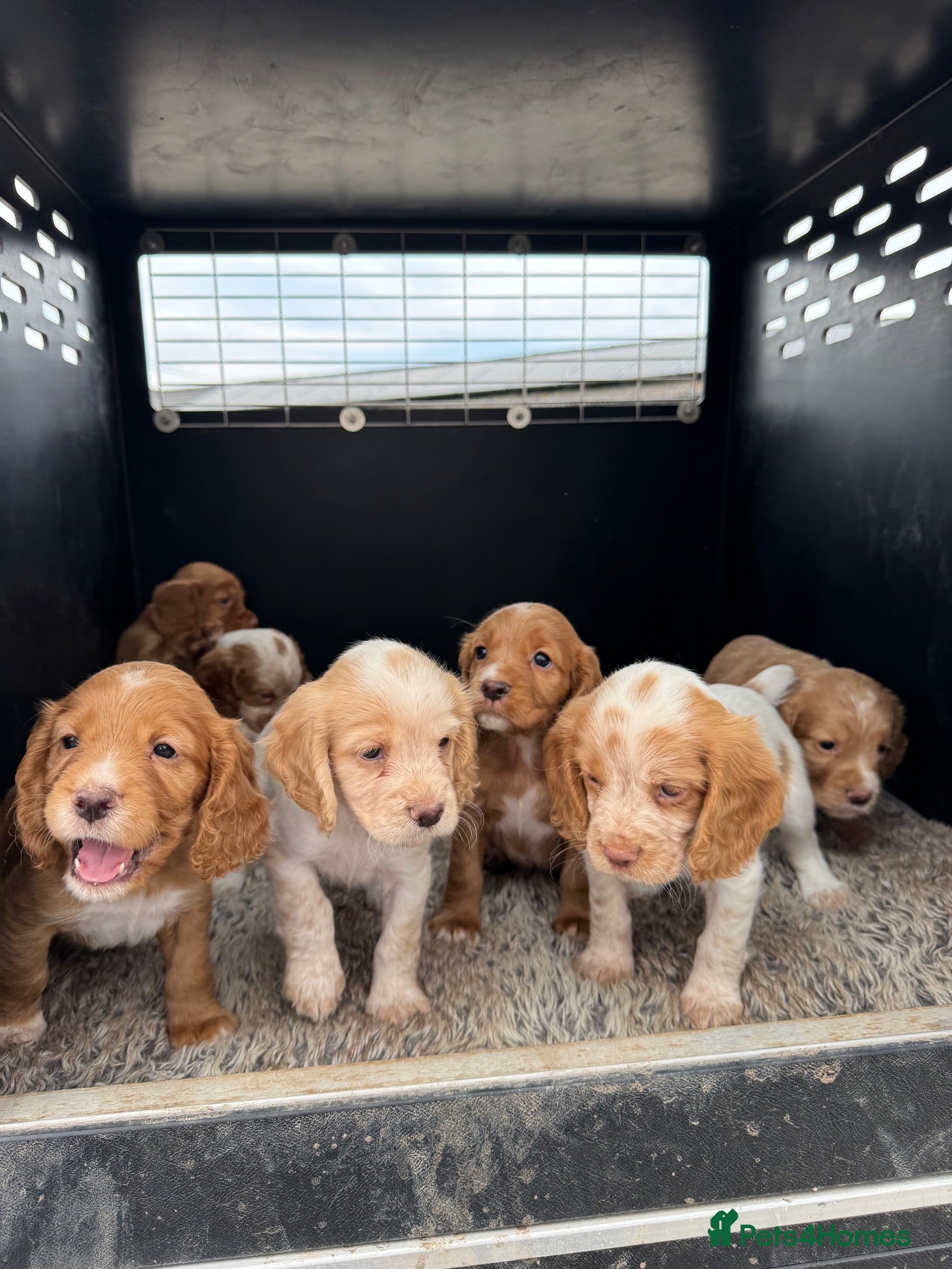 Cocker Spaniel dogs Working Cocker Spaniel Puppies  - Advert 2