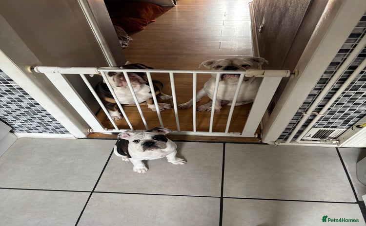 Olde English Bulldogge dogs - Advert 4