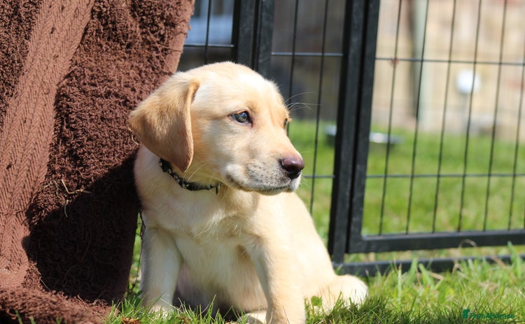 Labrador Retriever dogs - Advert 2