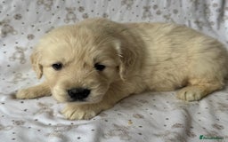 Golden Retriever dogs for sale: Golden Retriever Puppies 🐶🤍 - Image 14